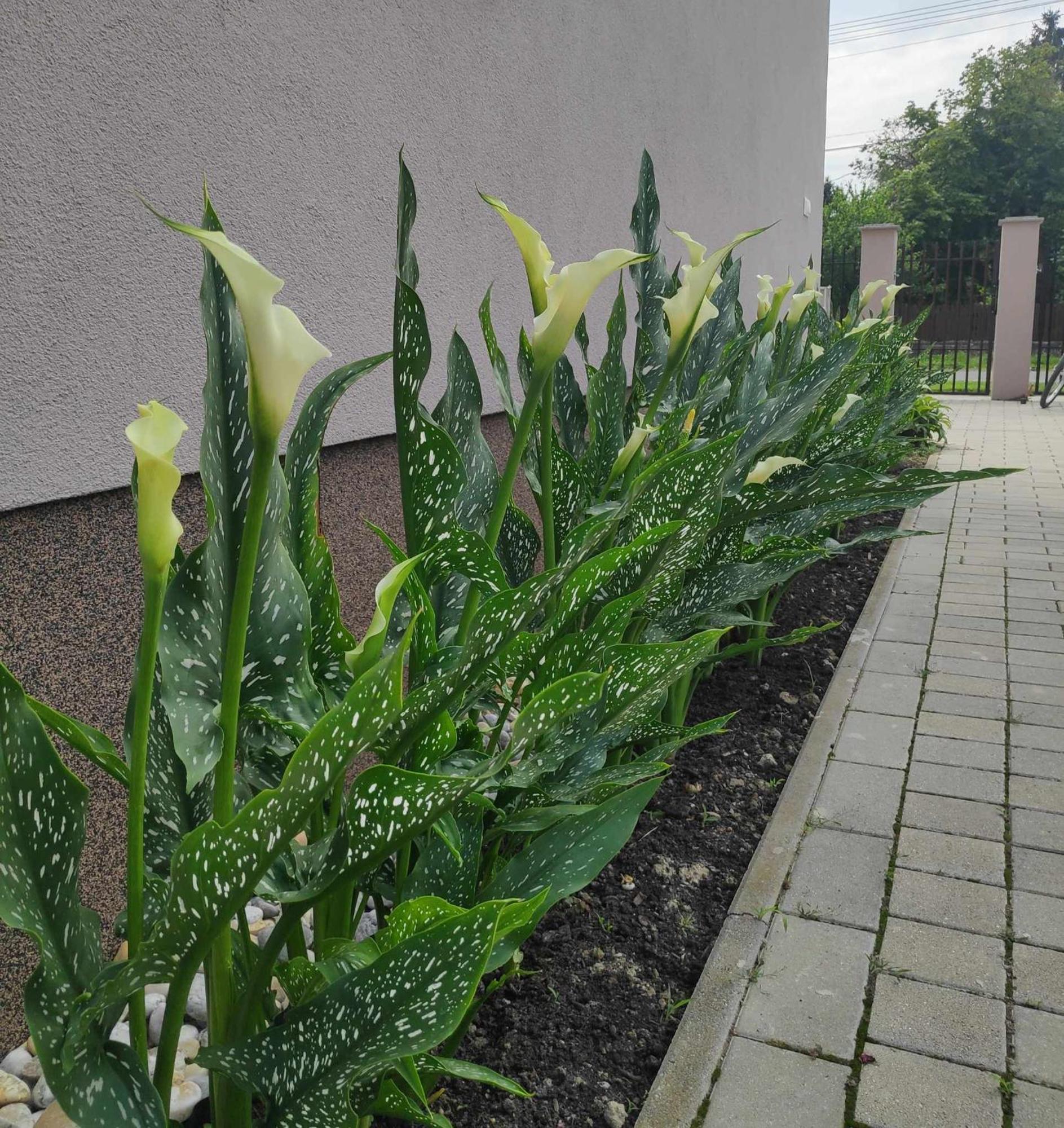 Orgona Vendégház Murakeresztur Kültér fotó